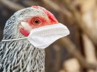 Bird Flu Spreads to Cattle. FDA Says it Could Kill 1 in 4 Americans